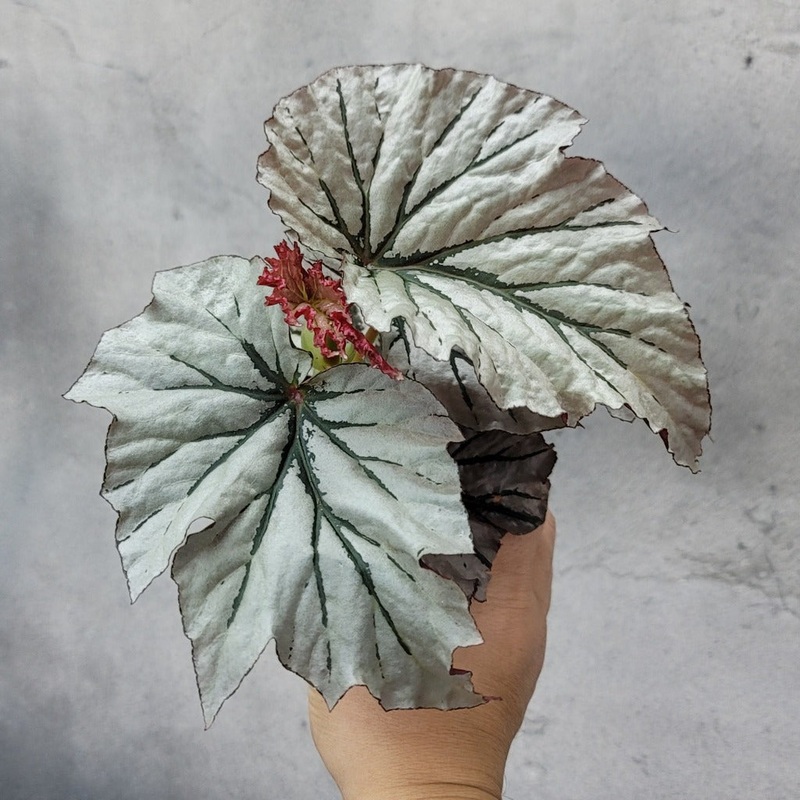Begonia ‘Looking Glass’ – 4|BR16B
