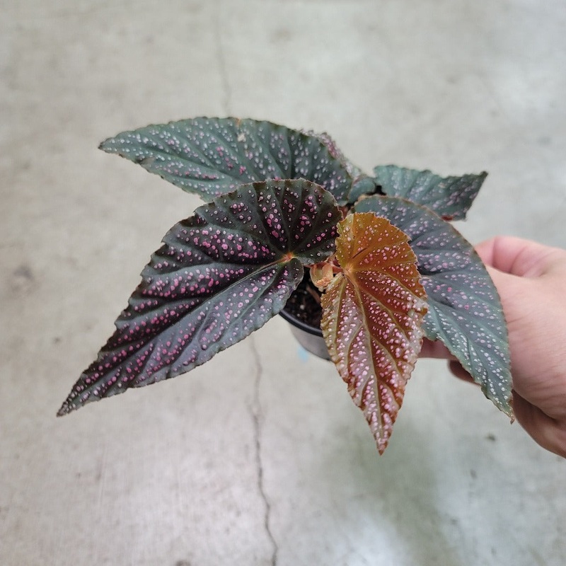 Begonia maculata pink spot – 4