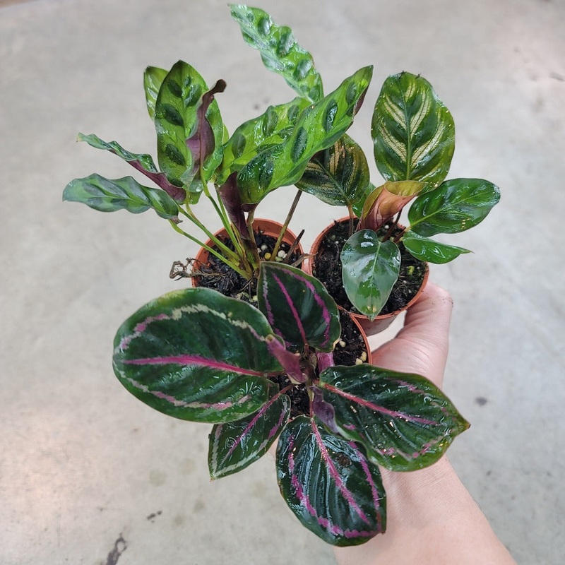 Calathea assorted – 2|CL3E|CL3E