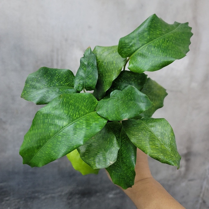 Calathea musaica – 4|BR05B|BR05B