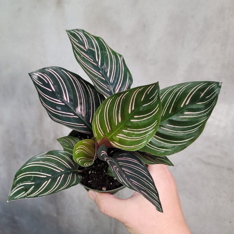 Calathea ornata – 4|BR04B|BR04B