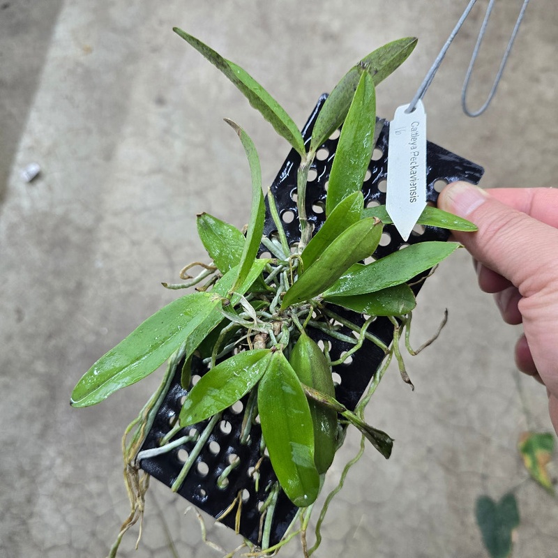 Cattleya peckaviensis|TBD|TBD