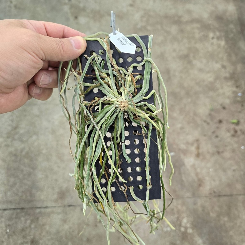 Chiloschista Parishii ‘Kanchanaburi’