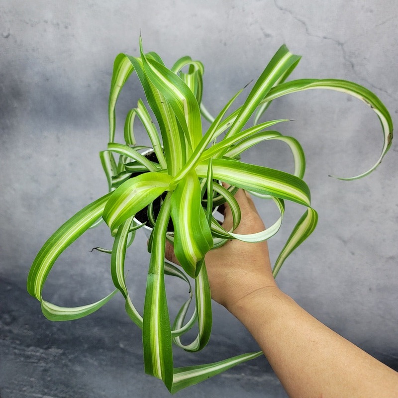 Chlorophytum comosum ‘Bonnie’ – 4