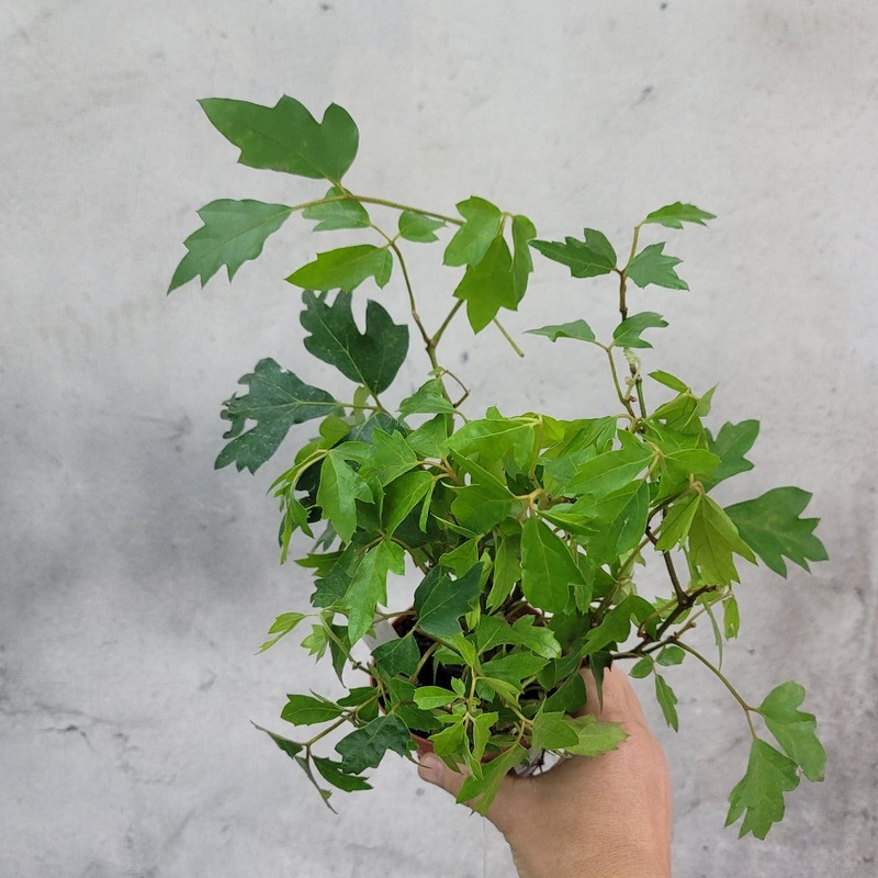 Cissus rhombifolia – 4|R3BD|R3BD