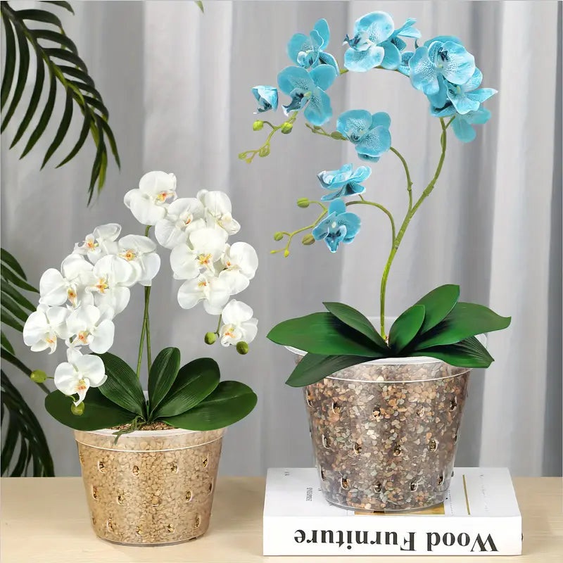 Clear Aroid Pot – 5