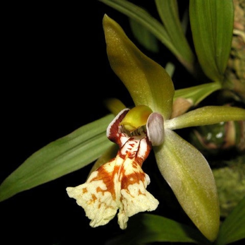 Coelogyne schilleriana|TBD|TBD