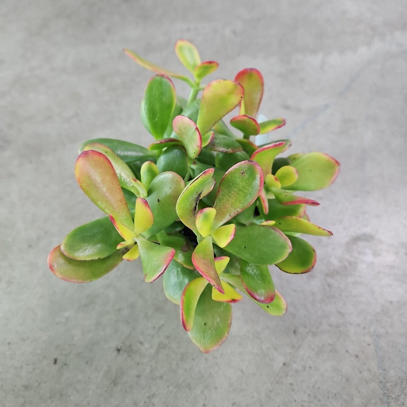 Crassula ovata ‘Sunset’ – 2|CL6B