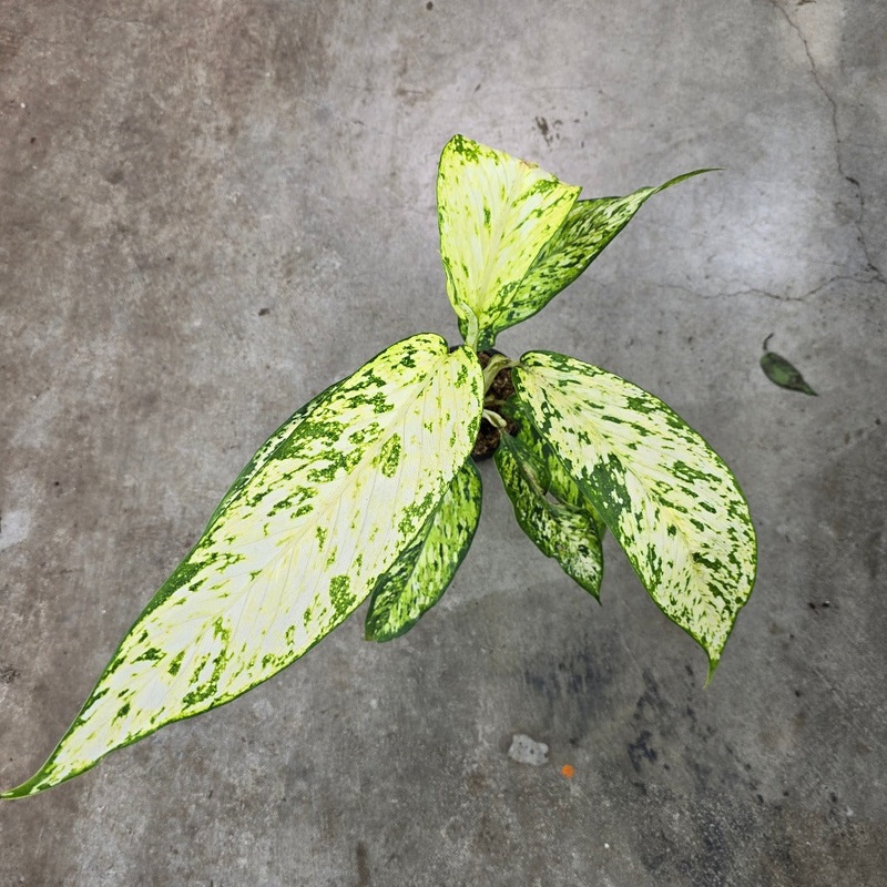 Dieffenbachia ‘Star Bright’ – 4