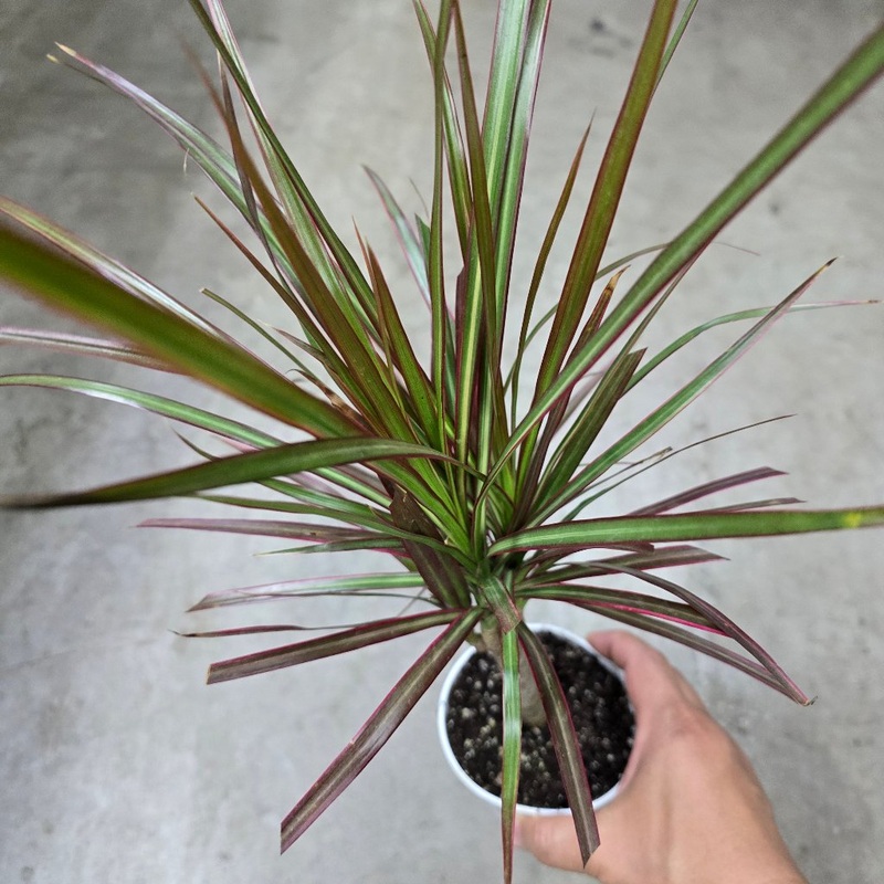 Dracaena marginata ‘Red Princess’ – Cane