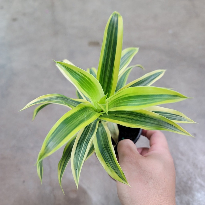 Dracaena reflexa ‘Variegata’ – 4