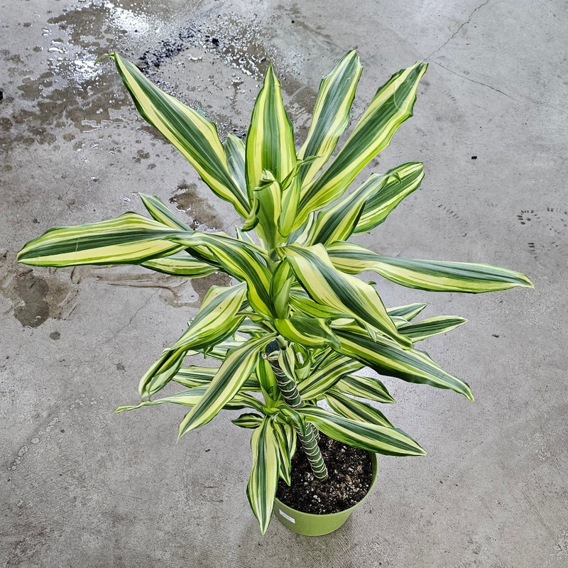 Dracaena steudneri ‘Sol’ –  cane – 8