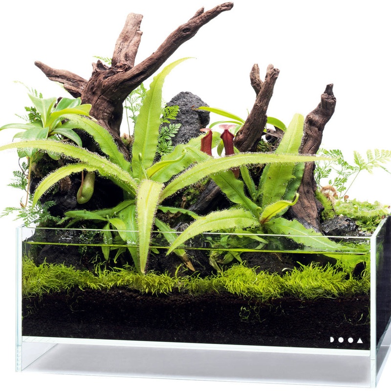 Drosera adelae – TC