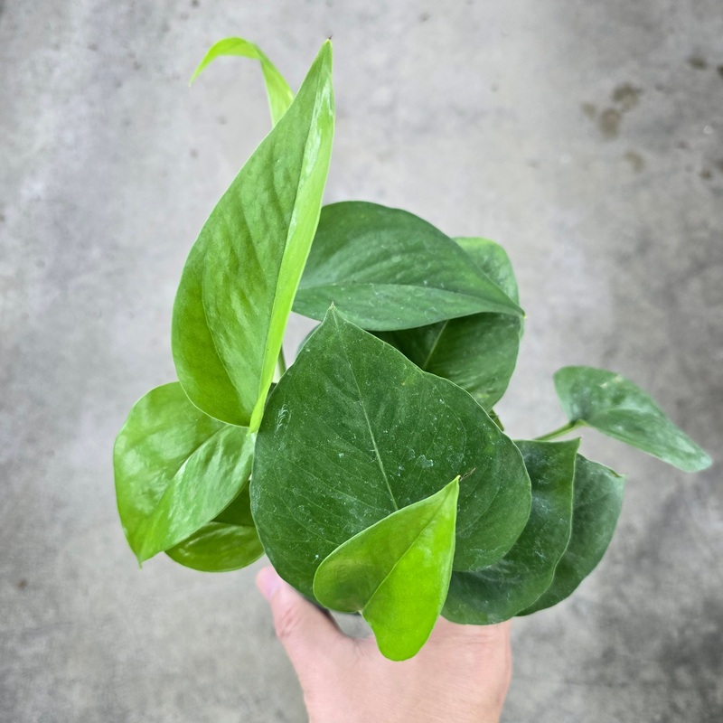 Epipremnum aureum ‘Green Queen’ – 4
