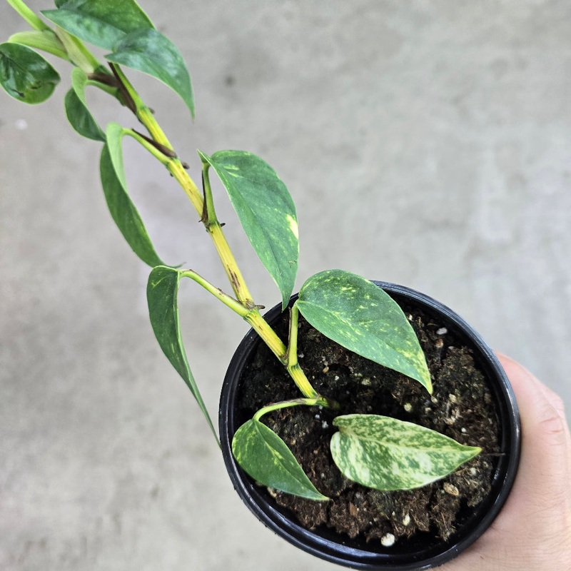 Epipremnum pinnatum aurea – 4|R3CB