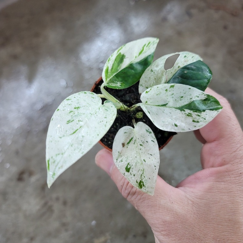 Epipremnum pinnatum ‘Marble Variegated’ – 2