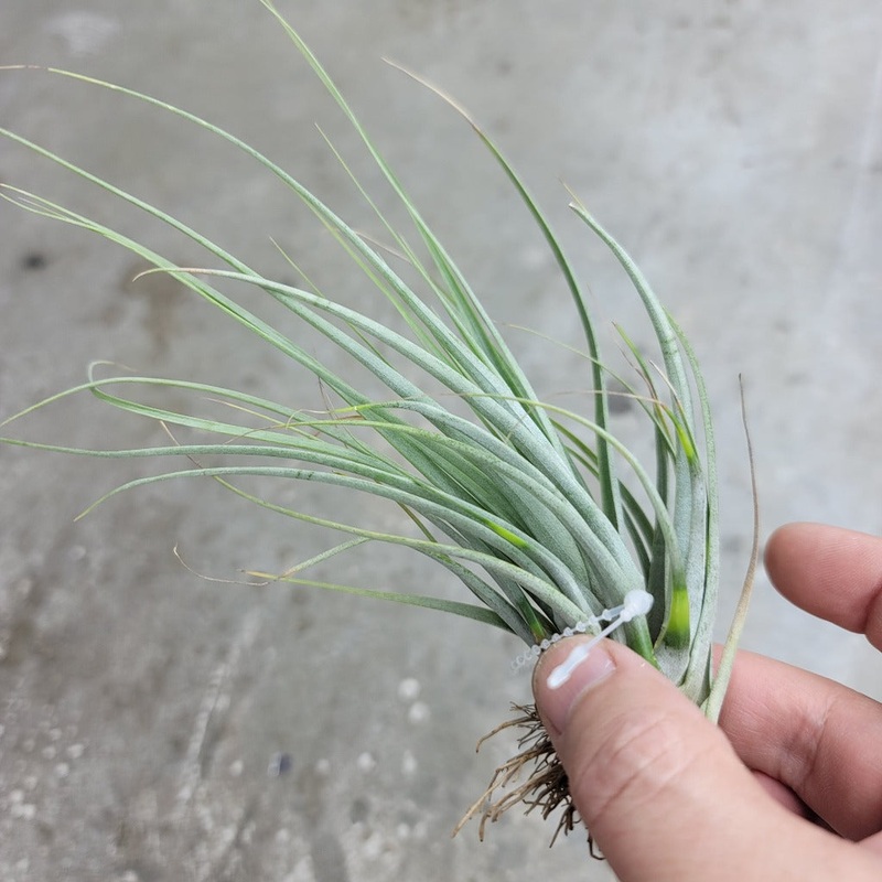 Fasciculata (4-5)