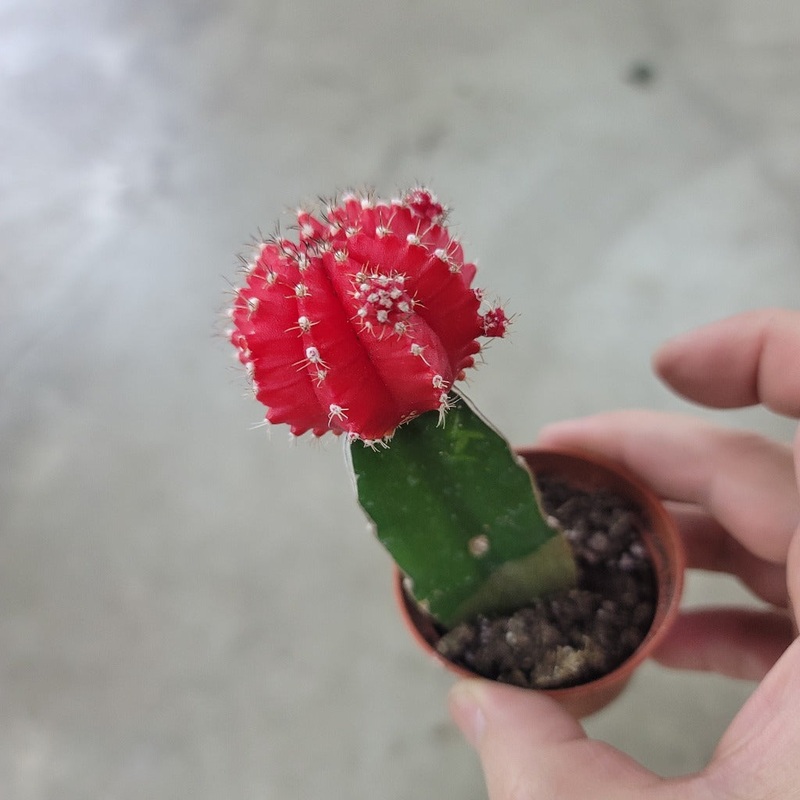 Grafted Cactus assorted – 2|CL6C