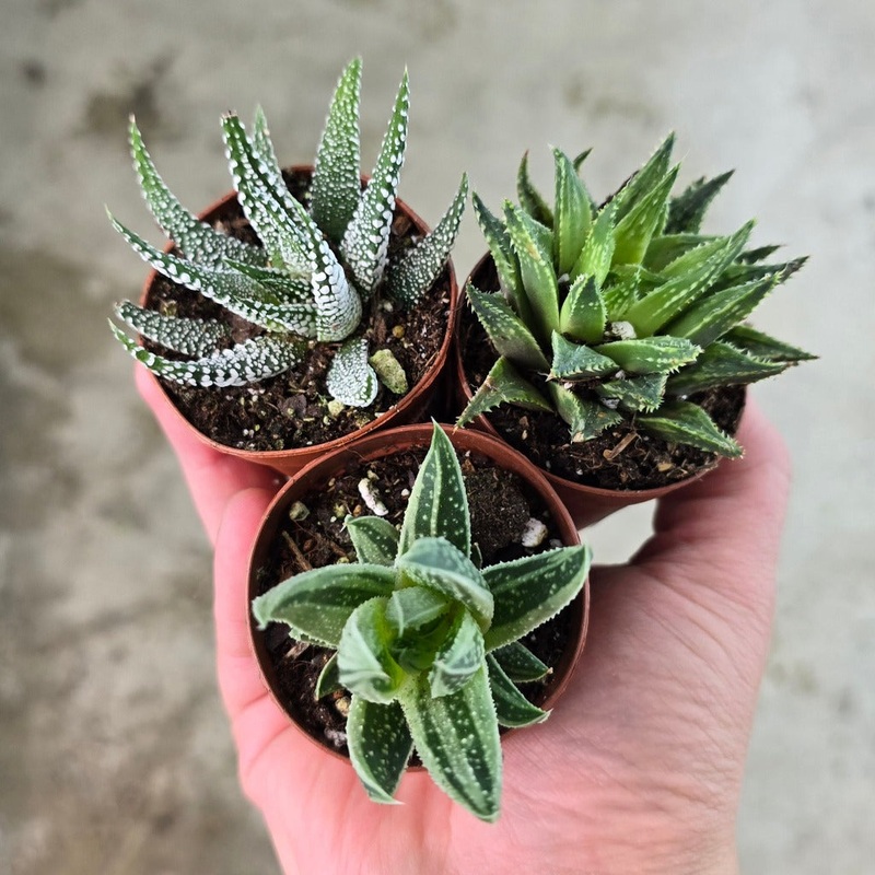 Haworthia assorted – 2|R4AB|R4AB