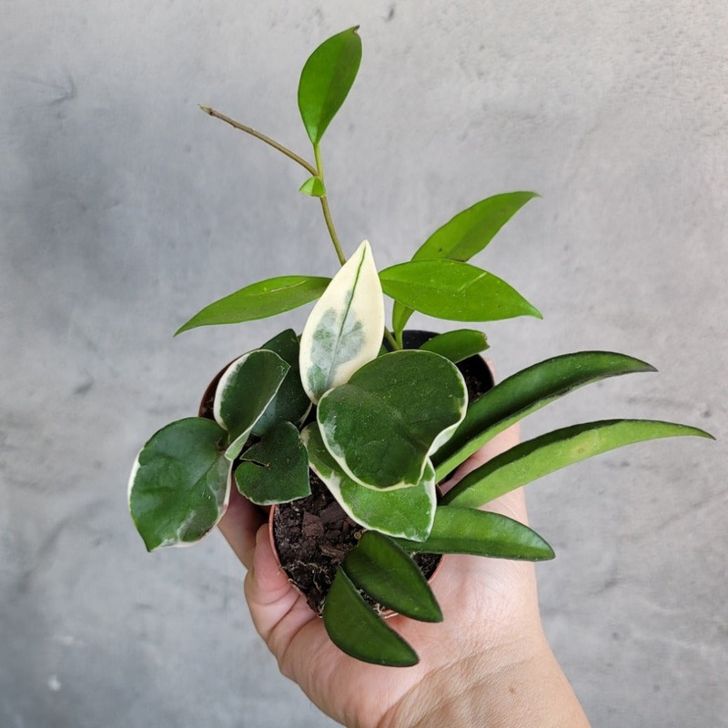 Hoya assorted – 2|R2CB|R2CB