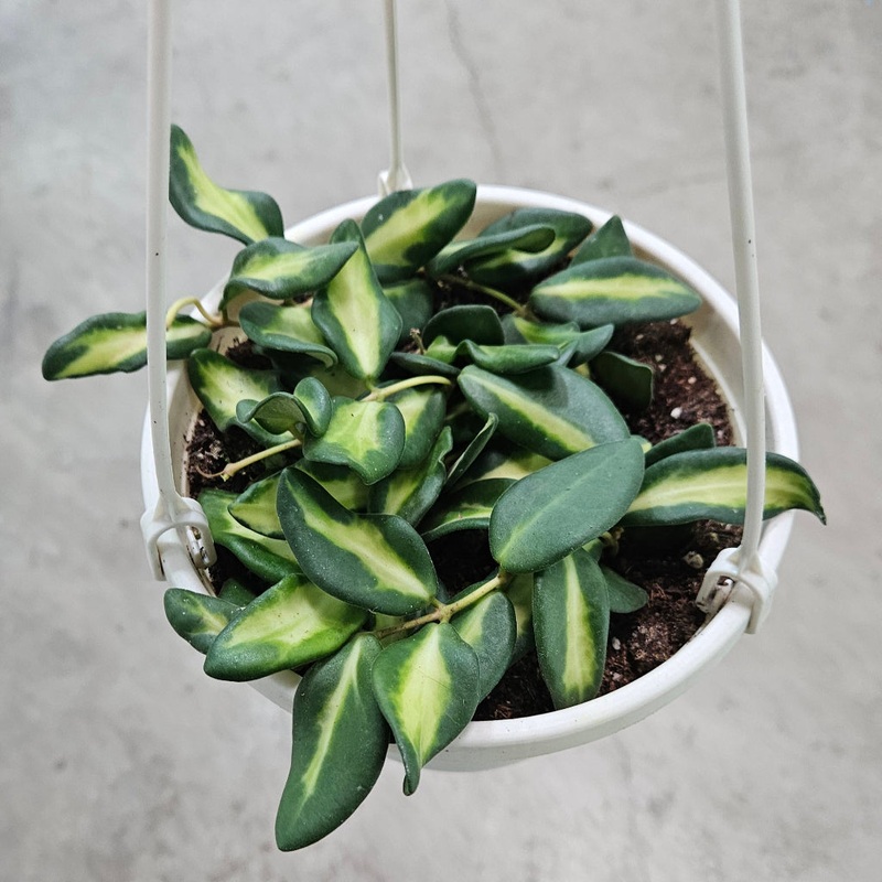 Hoya ‘DS 70 Variegated’ – 6 HB