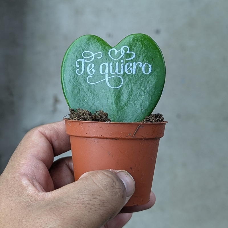 Hoya kerrii – Single Leaf – Te Quiero