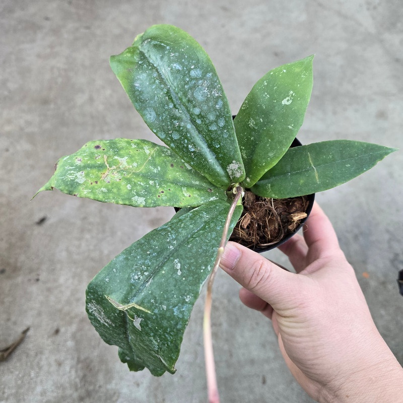 Hoya mitrata – 4|R2AB|R2AB