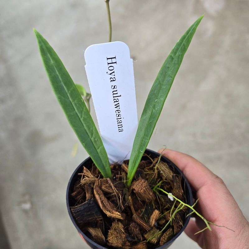 Hoya sulawesiana – 3|R2AB|R2AB