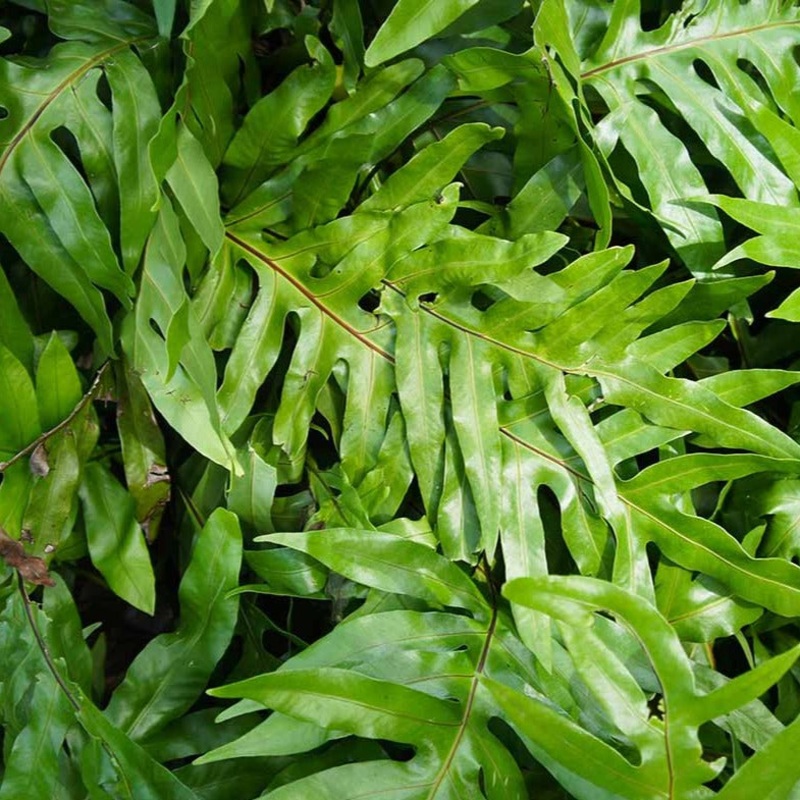 Microsorum diversifolium – 4|BR07D