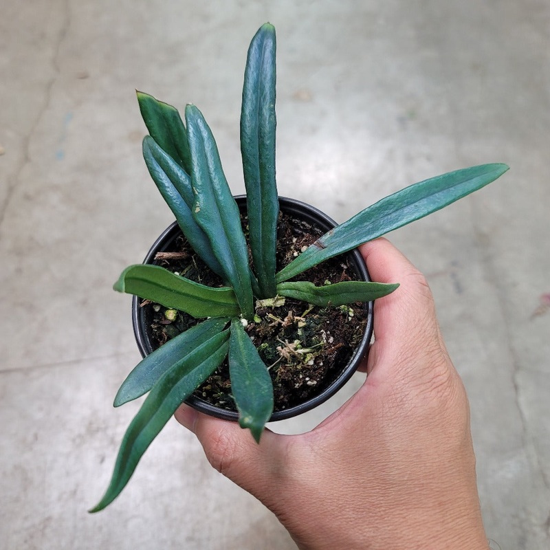 Microsorum thailandicum – 4|BR07B