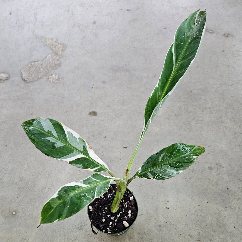 Musa sp. ‘Florida Variegated’ – 4