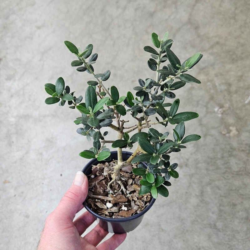 Olea europaea – 4|R4CC|R4CC