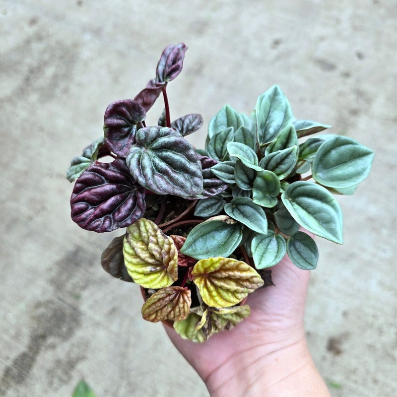 Peperomia assorted – 2|CL3C|CL3C
