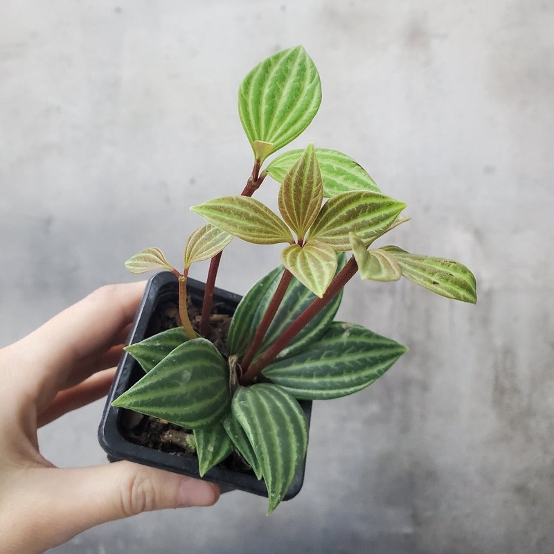 Peperomia puteolata – 4|BR08B|BR08B