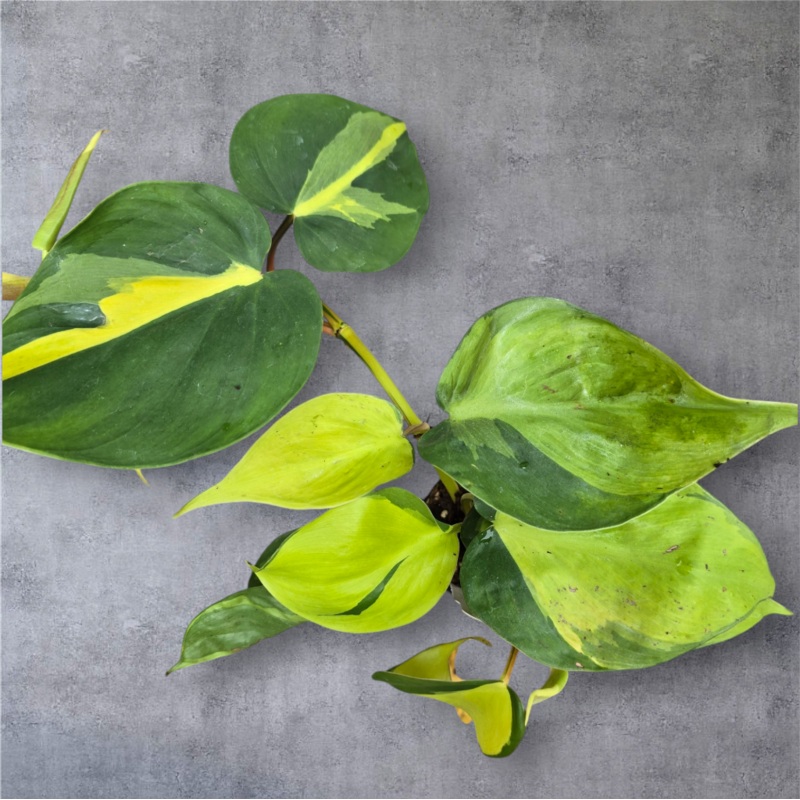 Philodendron hederaceum ‘Brasil’ – 2