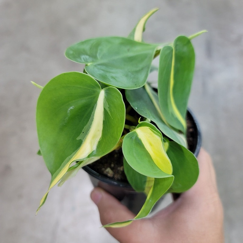 Philodendron hederaceum ‘Brasil’ – 4
