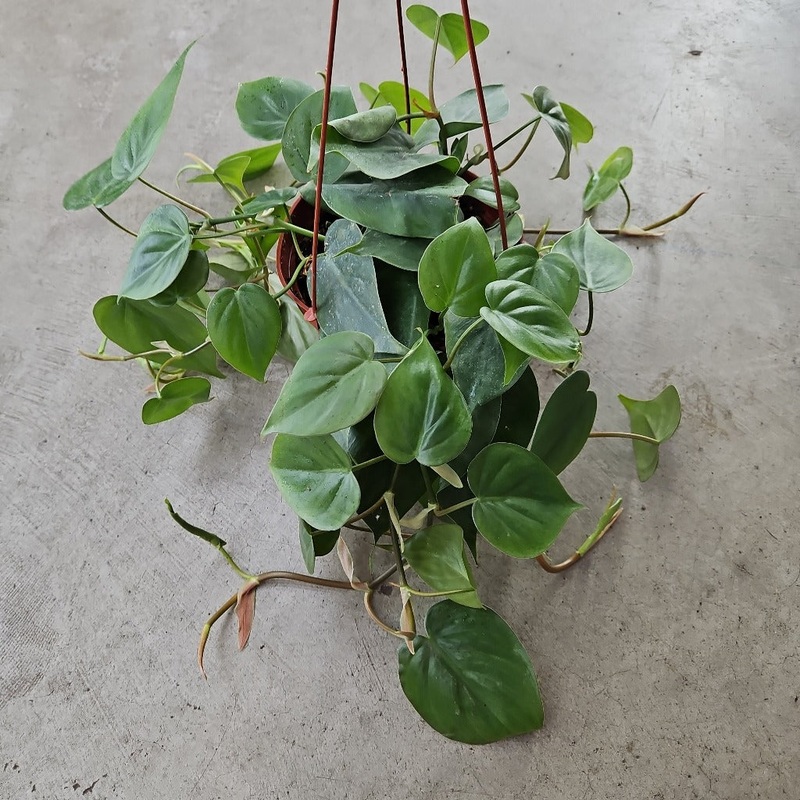 Philodendron hederaceum cordatum – 6