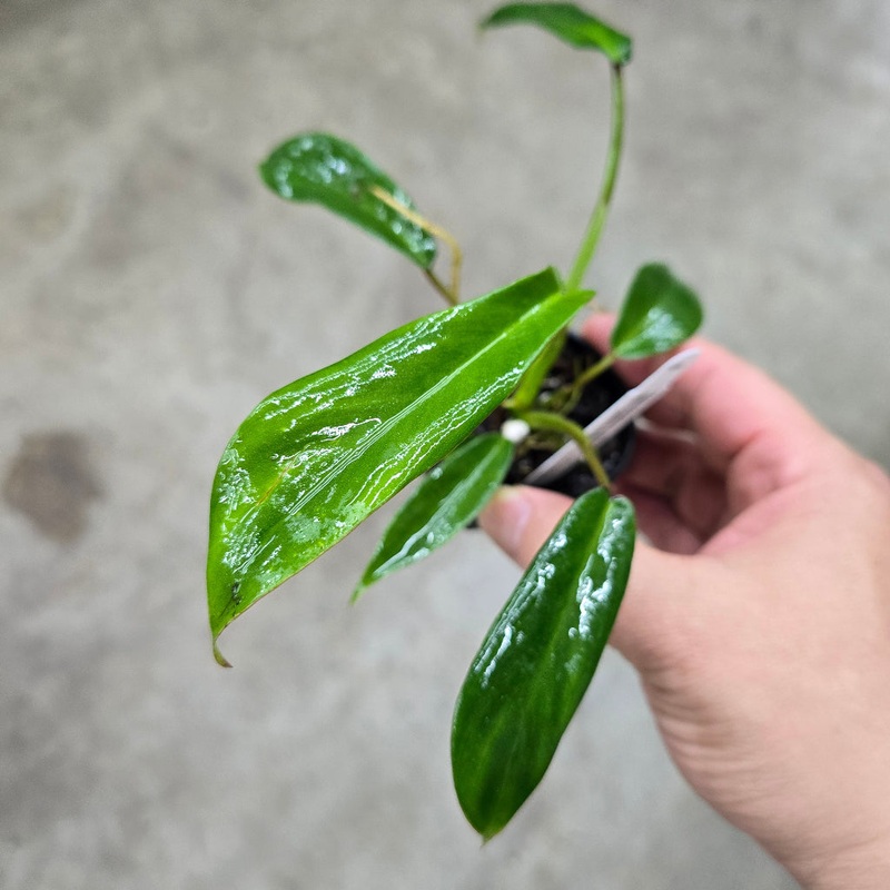 Philodendron joepii – 2|CL1|CL1