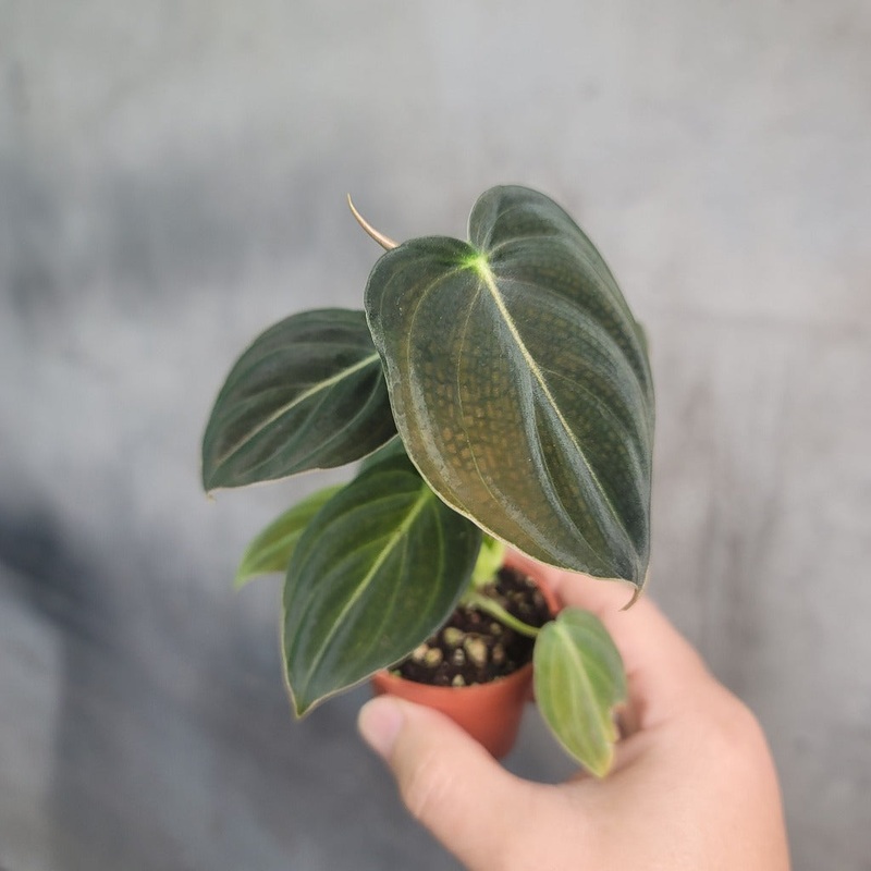 Philodendron melanochrysum – 2