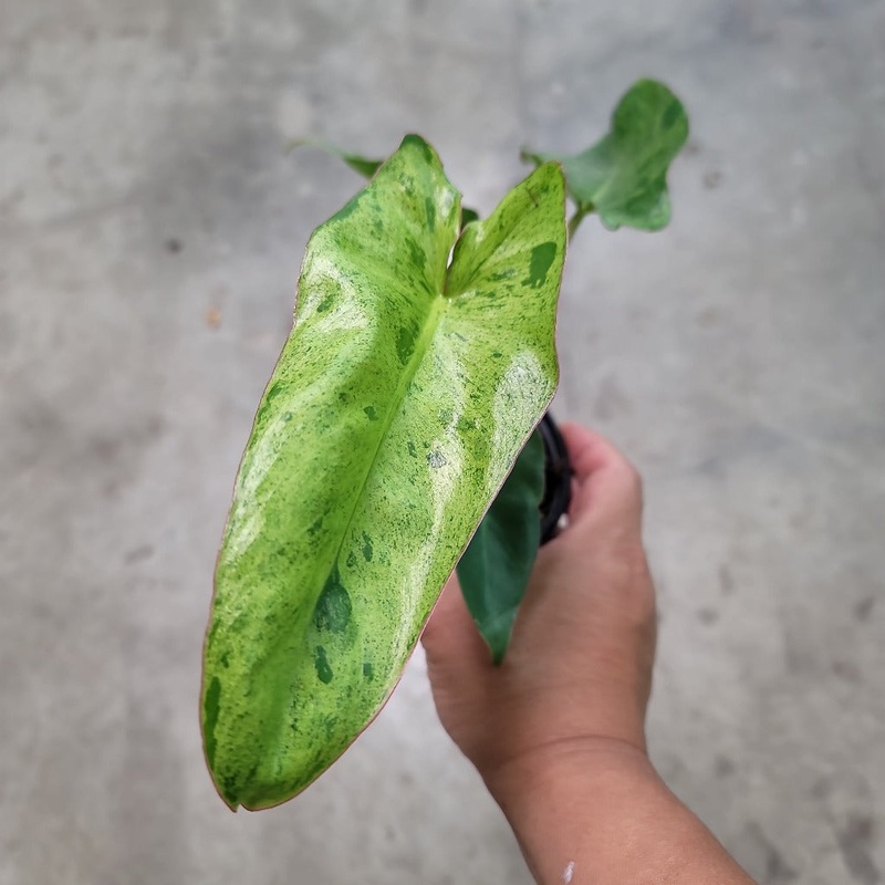 Philodendron Paraiso verde – 4