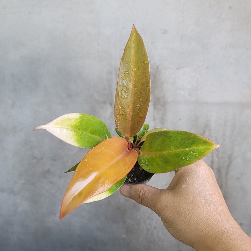 Philodendron ‘Prince of Orange’ – 2