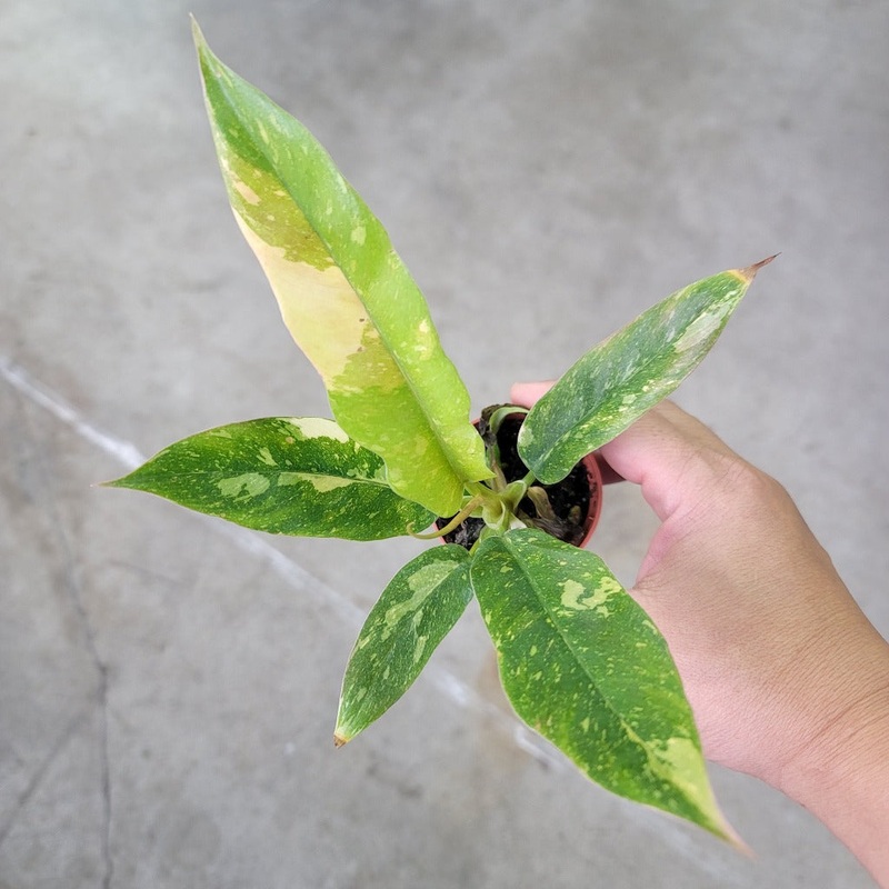 Philodendron ring of fire – 2|CL1C