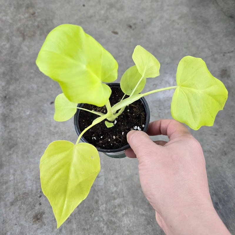 Philodendron war. ‘Aurea-Flavum’ – 4