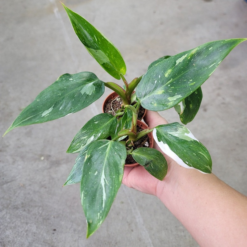 Philodendron ‘White Princess’ – 2