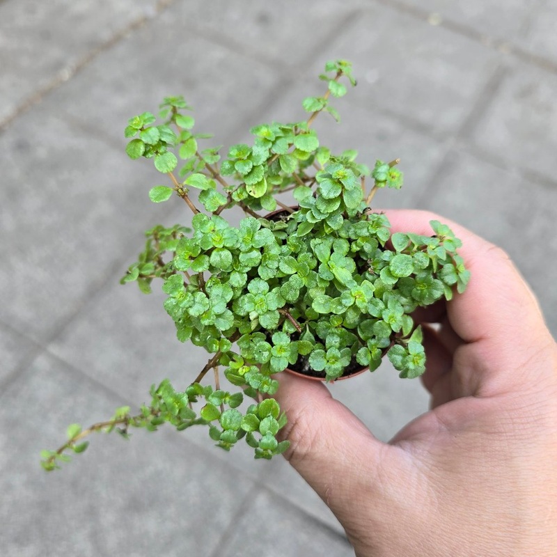 Pilea depressa ‘Tiny Tears’ – 2