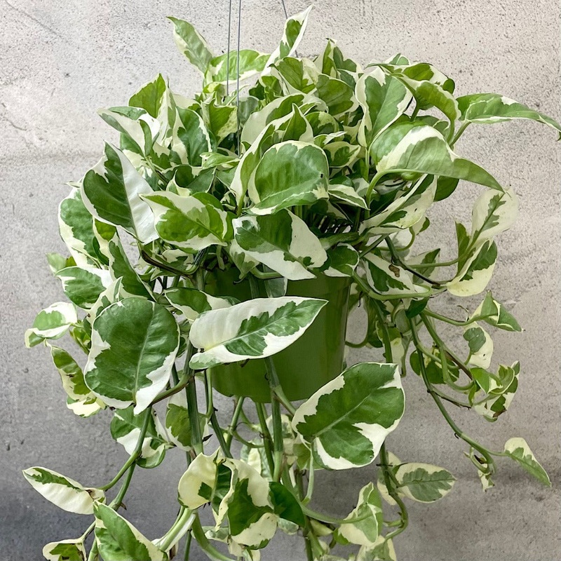 Pothos Njoy – 6 hanging|R3A|R3A