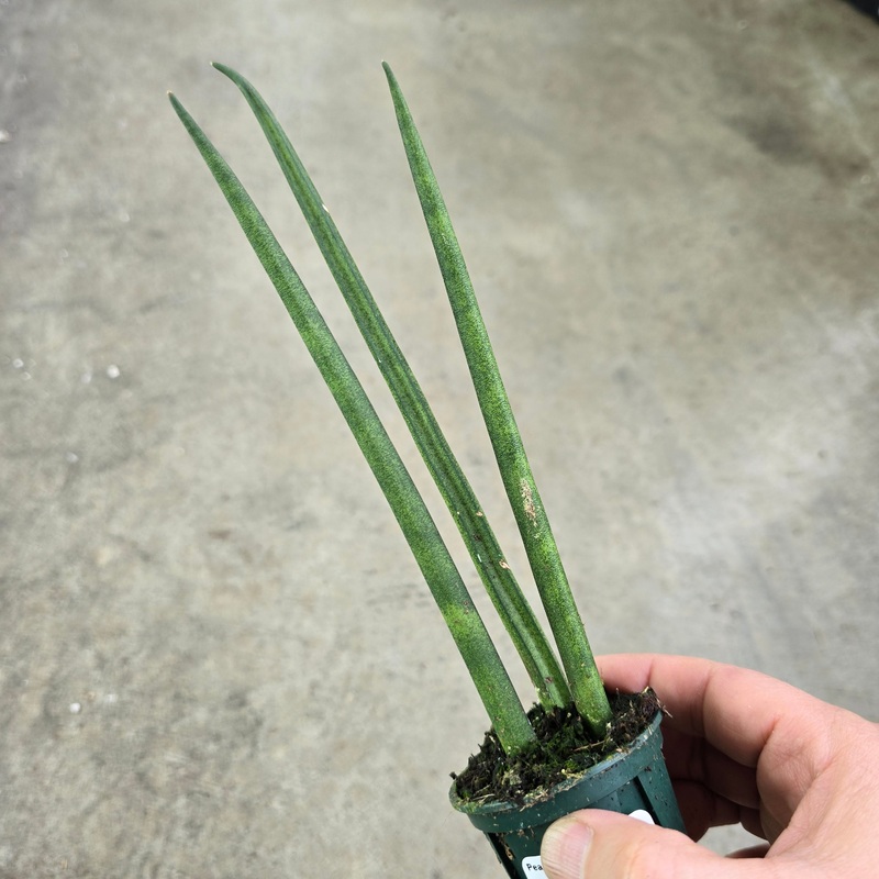 Sansevieria bacularis ‘Mikado’ – 2