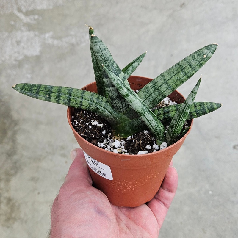 Sansevieria cylindrica ‘Boncel’ – 4