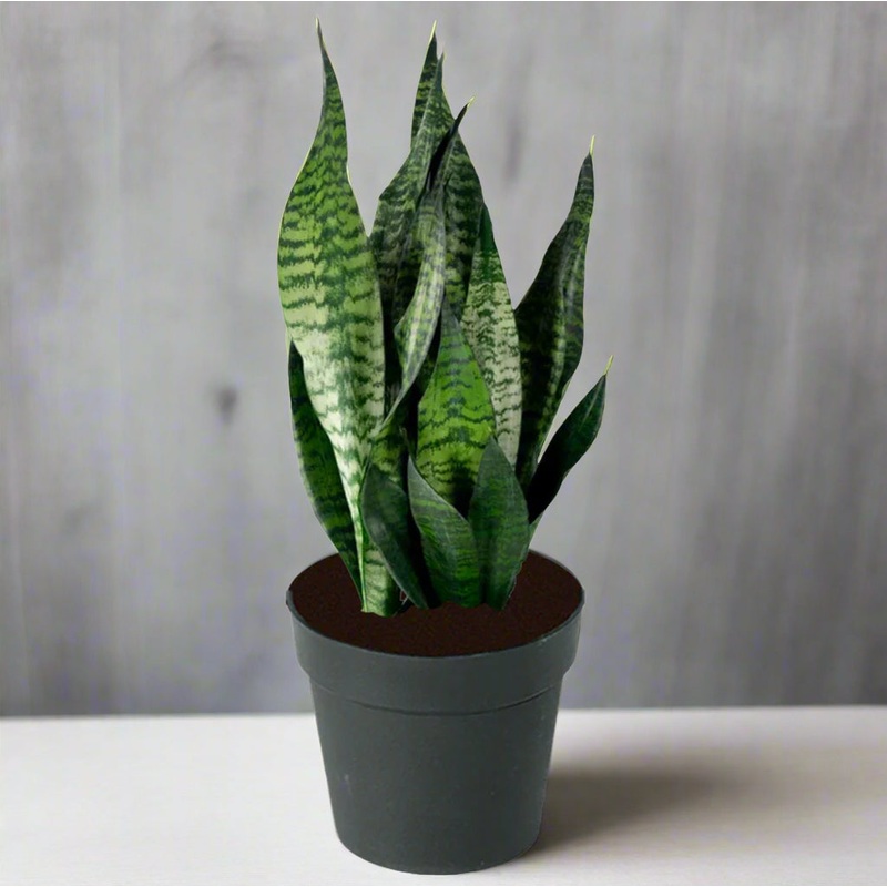 Sansevieria robusta – 4|NR1C|NR1C