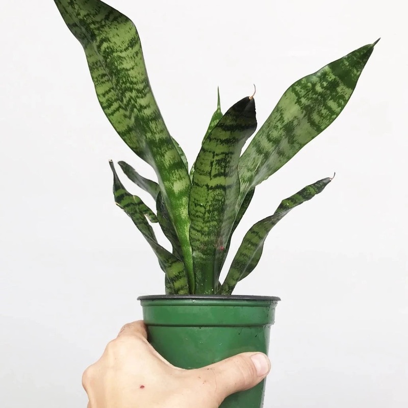 Sansevieria trifasciata ‘Black Coral’ – 4